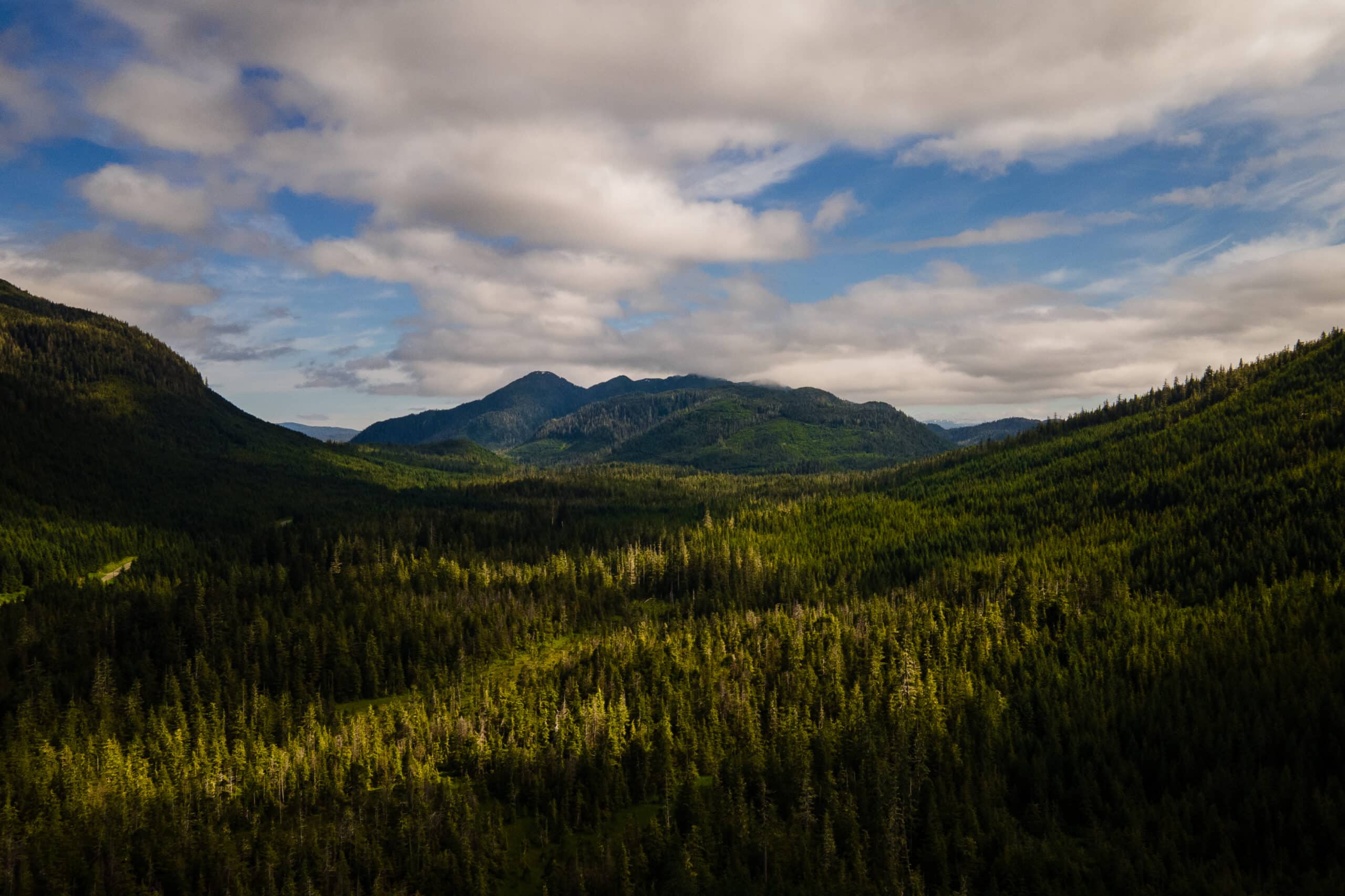 US Government Rolls Back Forest Protections, Allowing Increased Logging and Development