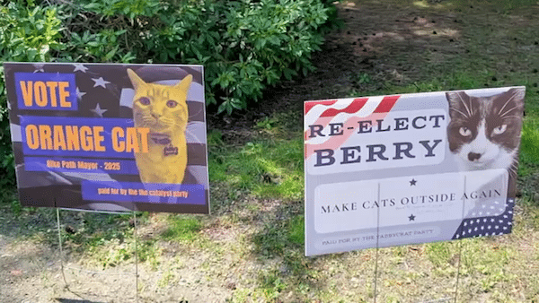 NBC Boston Highlights Quirky Mayoral Election of Cats in Somerville