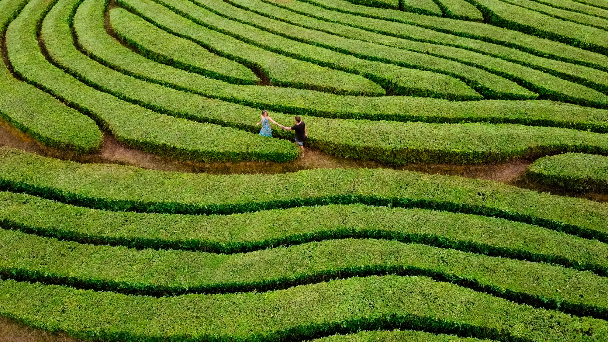 Couple walking in green bush labyrinth