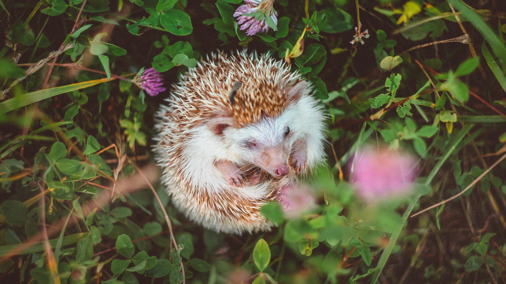 The Hedgehog Method: Focus on Your Core Goal with 3 Essential Questions
