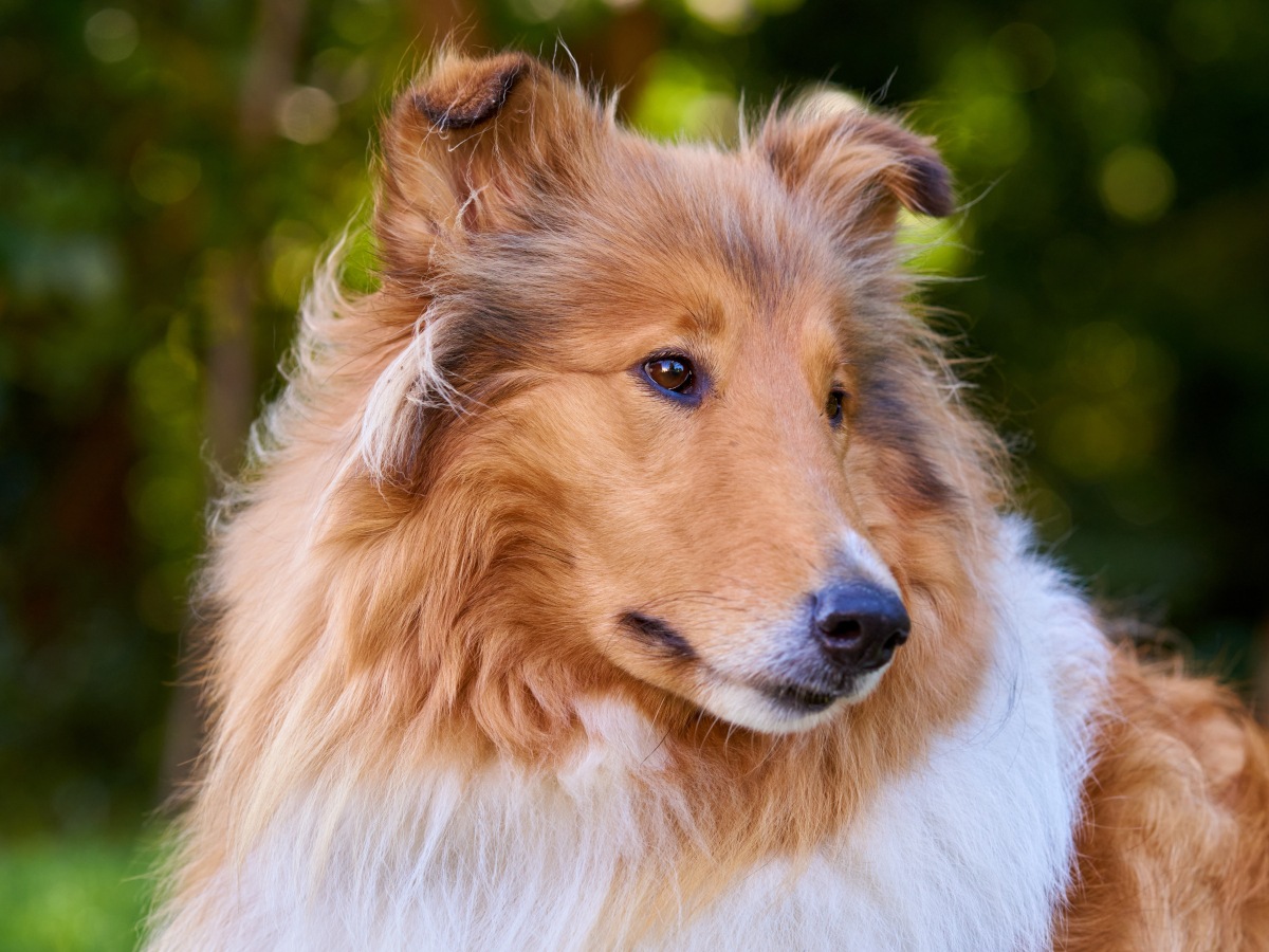 Swedish Insurtech Lassie Secures $75M to Lead Europe's Pet Care Insurance Market